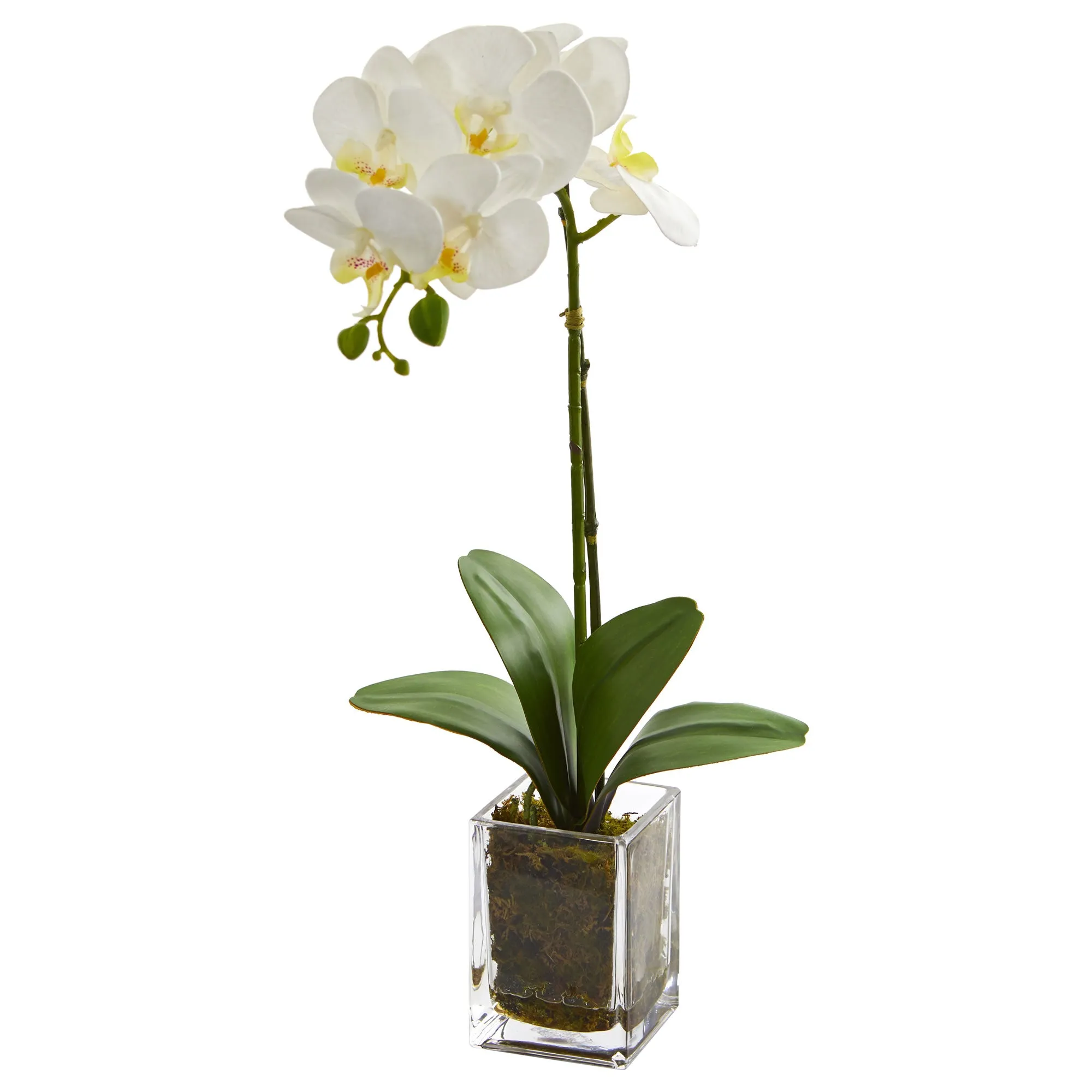 24" Artificial Orchid Phalaenopsis Arrangement in Vase - Low Maintenance, Life-Like & Vibrant Silk Flowers For Busy People.