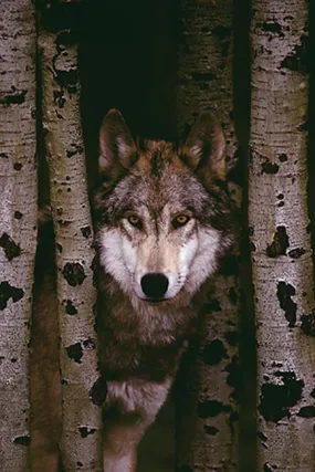 Gray Wolf in the Woods Between Birch Trees Animal Beauty Poster - Eurographics